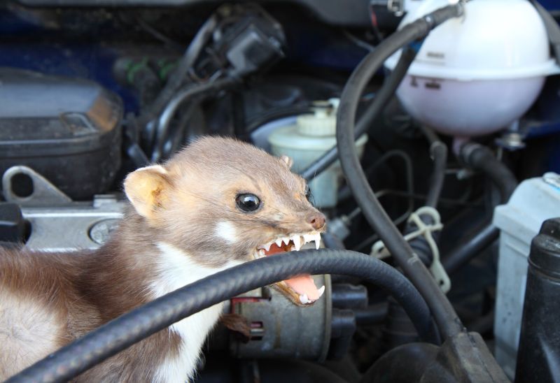 Marderschäden nehmen zu – Reparaturkosten steigen