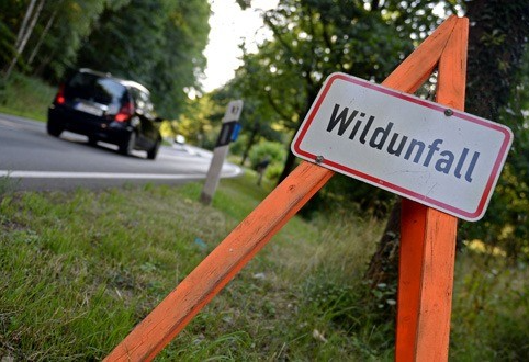 Wildunfälle: Millionenschäden und tausende verletzte Tiere