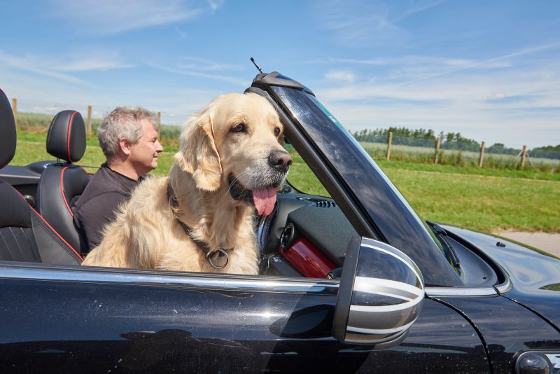 Tödliche Falle: Auto in der Sonne