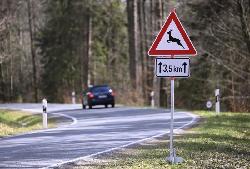   Wildunfälle: 50 Millionen Franken Sachschäden und tausende verletzte Tiere jedes Jahr