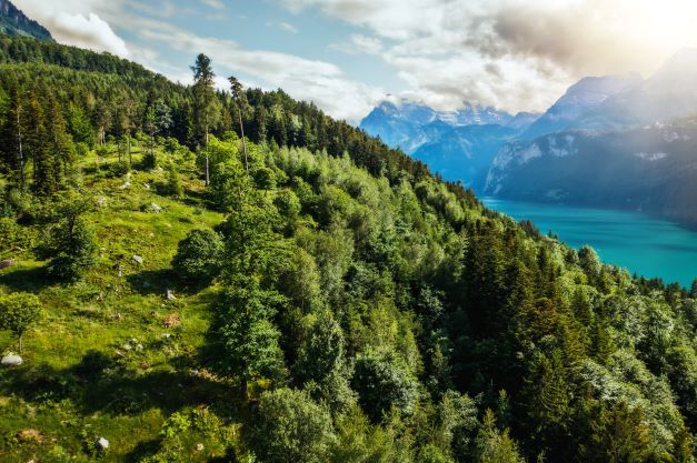 Shell setzt sich für Schweizer Wälder ein