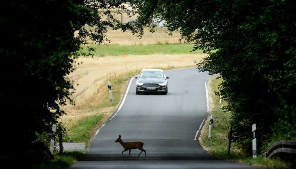 Wildunfälle: 50 Millionen Franken Sachschäden jedes Jahr